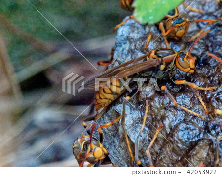 日本紙蜂（Polistes chinensis）的築巢，它是胡蜂科的一員。 142053922