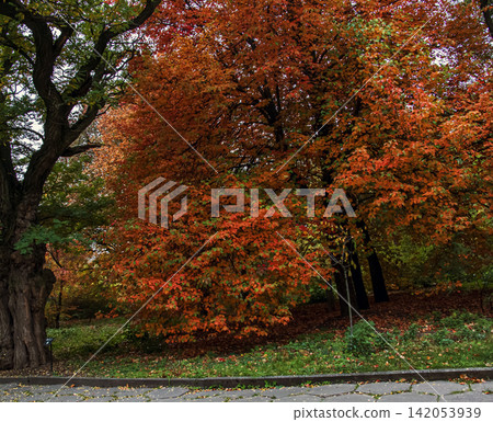 American Sweetgum Tree with Brilliant Autumn Foliage American Sweetgum Tree with Brilliant Autumn Foliage 142053939
