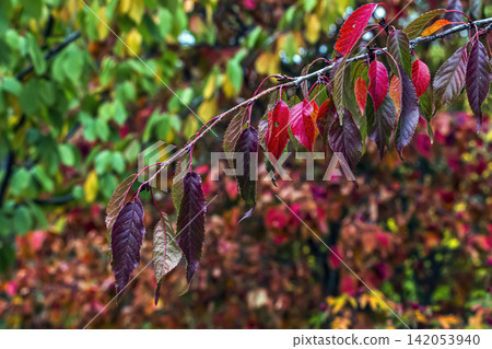 Ornamental Cherry Branch with Colorful Autumn Leaves Ornamental Cherry Branch with Colorful Autumn Leaves 142053940