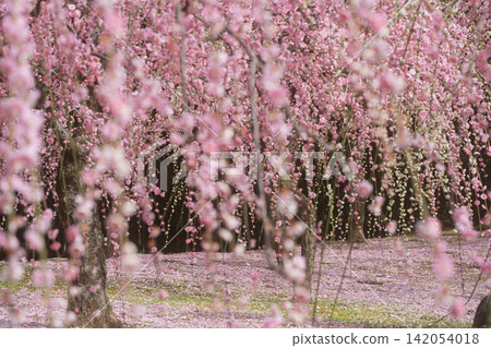 A photo of fragrant plum blossoms in the springtime, taken at Jonan-gu Shrine in Fushimi Ward, Kyoto City. A photo of fragrant plum blossoms in the springtime, taken at Jonan-gu Shrine in Fushimi Ward, Kyoto City. 142054018