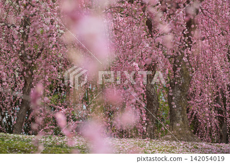 A photo of fragrant plum blossoms in the springtime, taken at Jonan-gu Shrine in Fushimi Ward, Kyoto City. A photo of fragrant plum blossoms in the springtime, taken at Jonan-gu Shrine in Fushimi Ward, Kyoto City. 142054019