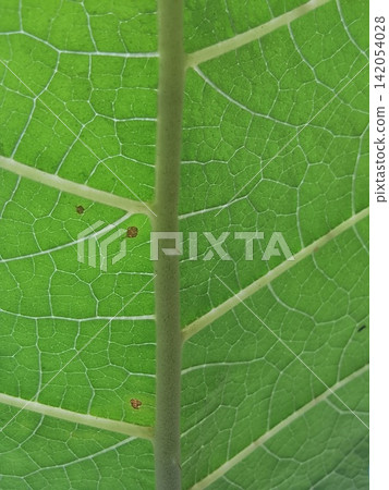 green leaf veins green leaf veins 142054028