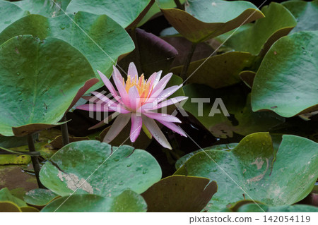 Water lilies 142054119