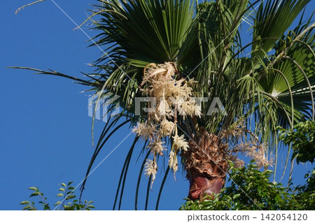 Palm tree blossoms - July 2026 Palm tree blossoms - July 2026 142054120