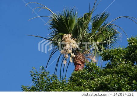 Palm tree blossoms - July 2026 Palm tree blossoms - July 2026 142054121