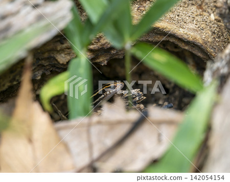 A Japanese lizard peeking its head out of a hole. A Japanese lizard peeking its head out of a hole. 142054154