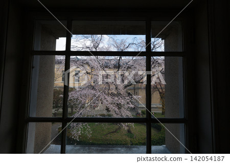 These photos were taken at the cherry blossom viewing festival held at the former main building of the Kyoto Prefectural Government, capturing the cherry blossoms in full bloom. These photos were taken at the cherry blossom viewing festival held at the former main building of the Kyoto Prefectural Government, capturing the cherry blossoms in full bloom. 142054187