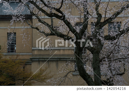 These photos were taken at the cherry blossom viewing festival held at the former main building of the Kyoto Prefectural Government, capturing the cherry blossoms in full bloom. These photos were taken at the cherry blossom viewing festival held at the former main building of the Kyoto Prefectural Government, capturing the cherry blossoms in full bloom. 142054216