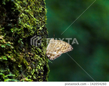 Sap foraging of Nymphalidae Satokimadarahikage 142054260