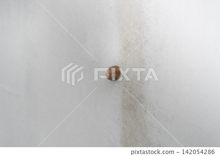 A snail on a white wall A snail on a white wall 142054286
