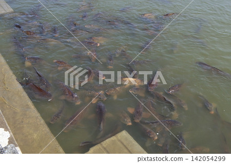 池塘裡有很多鯉魚(位於渡裡公園的景觀池塘) 池塘裡有很多鯉魚(位於渡裡公園的景觀池塘) 142054299