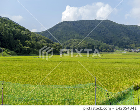 京都府南丹市日吉町的鄉村景色。 京都府南丹市日吉町的鄉村景色。 142054341