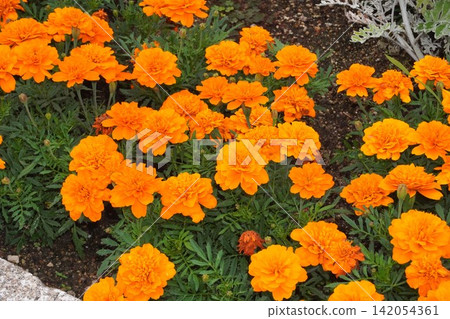 萬壽菊花 142054361