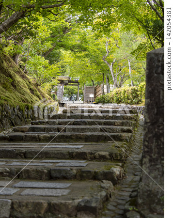 阿達野念佛寺的石階和翠綠的楓葉 阿達野念佛寺的石階和翠綠的楓葉 142054381