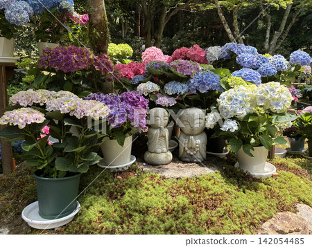 Hydrangeas at Murō-ji Temple (Uda, Nara) Hydrangeas at Murō-ji Temple (Uda, Nara) 142054485