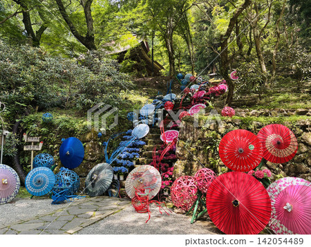 室生寺的繡球花(奈良宇陀市) 室生寺的繡球花(奈良宇陀市) 142054489