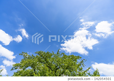Summer blue sky and clouds and trees Summer blue sky and clouds and trees 142054501