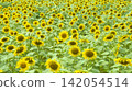 sunflower sunflower 142054514