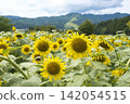 sunflower sunflower 142054515