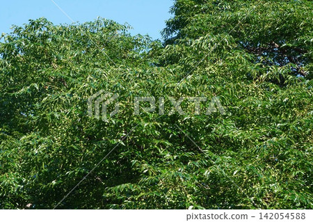 Young fruit of the Chinaberry tree - July 2026 Young fruit of the Chinaberry tree - July 2026 142054588