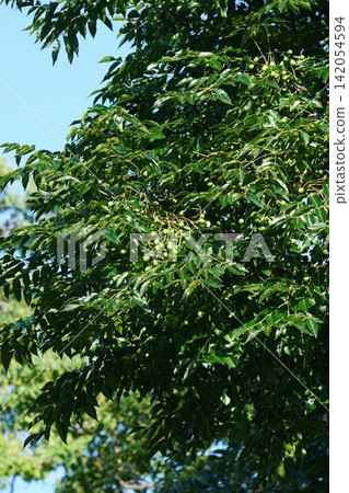 Young fruit of the Chinaberry tree - July 2026 Young fruit of the Chinaberry tree - July 2026 142054594