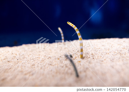 Garden eel, Spotted garden eel Garden eel, Spotted garden eel 142054770
