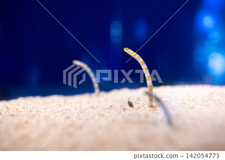 Garden eel, Spotted garden eel Garden eel, Spotted garden eel 142054773