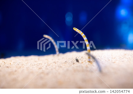 Garden eel, Spotted garden eel Garden eel, Spotted garden eel 142054774