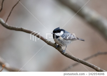 In early spring, the cute coal tits in the mountains In early spring, the cute coal tits in the mountains 142054846