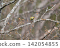 Spring migration, male Eurasian Siskin before migration 03 142054855