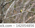 Spring migration, male Eurasian Siskin before migration 02 142054856