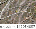 Spring migration, male Eurasian Siskin before migration 01 142054857
