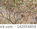 A bunting perched on a paperbush flower in spring. 142054858
