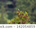 In spring, a bunting sings at the top of a cedar tree. 142054859