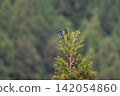 Spring migration, a male Blue-and-white Flycatcher singing at the top of a cedar tree 03 142054860
