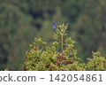 Spring migration, a male Blue-and-white Flycatcher singing at the top of a cedar tree 02 142054861