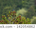 A male Blue-and-white Flycatcher singing atop a cedar tree during the spring migration. 142054862