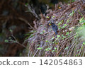 In spring, a male blackbird arrives. 142054863