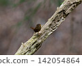 In early summer, a wren sings atop a bare tree. 142054864