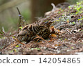 Early summer, a family of Japanese pheasants in the mountains 02 142054865