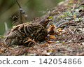 Early summer, a family of Japanese pheasants in the mountains 01 142054866