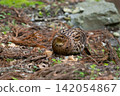 Early summer, female mountain pheasant 142054867