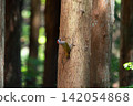 Early summer, a Japanese Green Woodpecker in the mountains 01 142054868