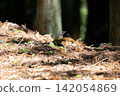 Early summer, a Japanese Green Woodpecker in the mountains 02 142054869