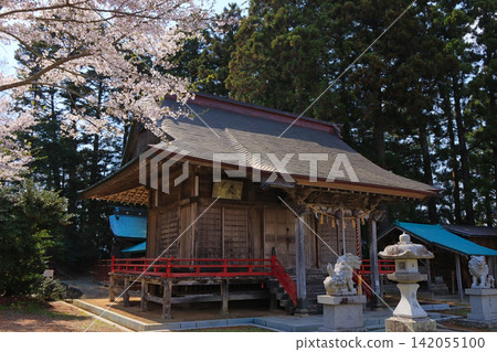 坂本神社（宮城縣山本町）的櫻花 142055100