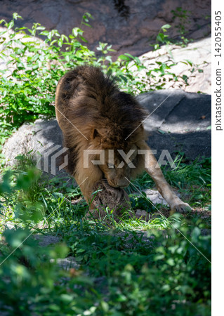 A male African lion resting in the shade of a tree. A male African lion resting in the shade of a tree. 142055405