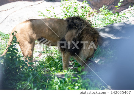A male African lion resting in the shade of a tree. A male African lion resting in the shade of a tree. 142055407