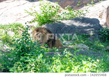 A male African lion resting in the shade of a tree. A male African lion resting in the shade of a tree. 142055408