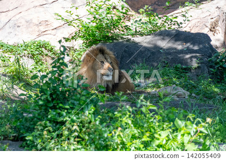 A male African lion resting in the shade of a tree. A male African lion resting in the shade of a tree. 142055409