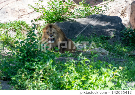 A male African lion resting in the shade of a tree. A male African lion resting in the shade of a tree. 142055412